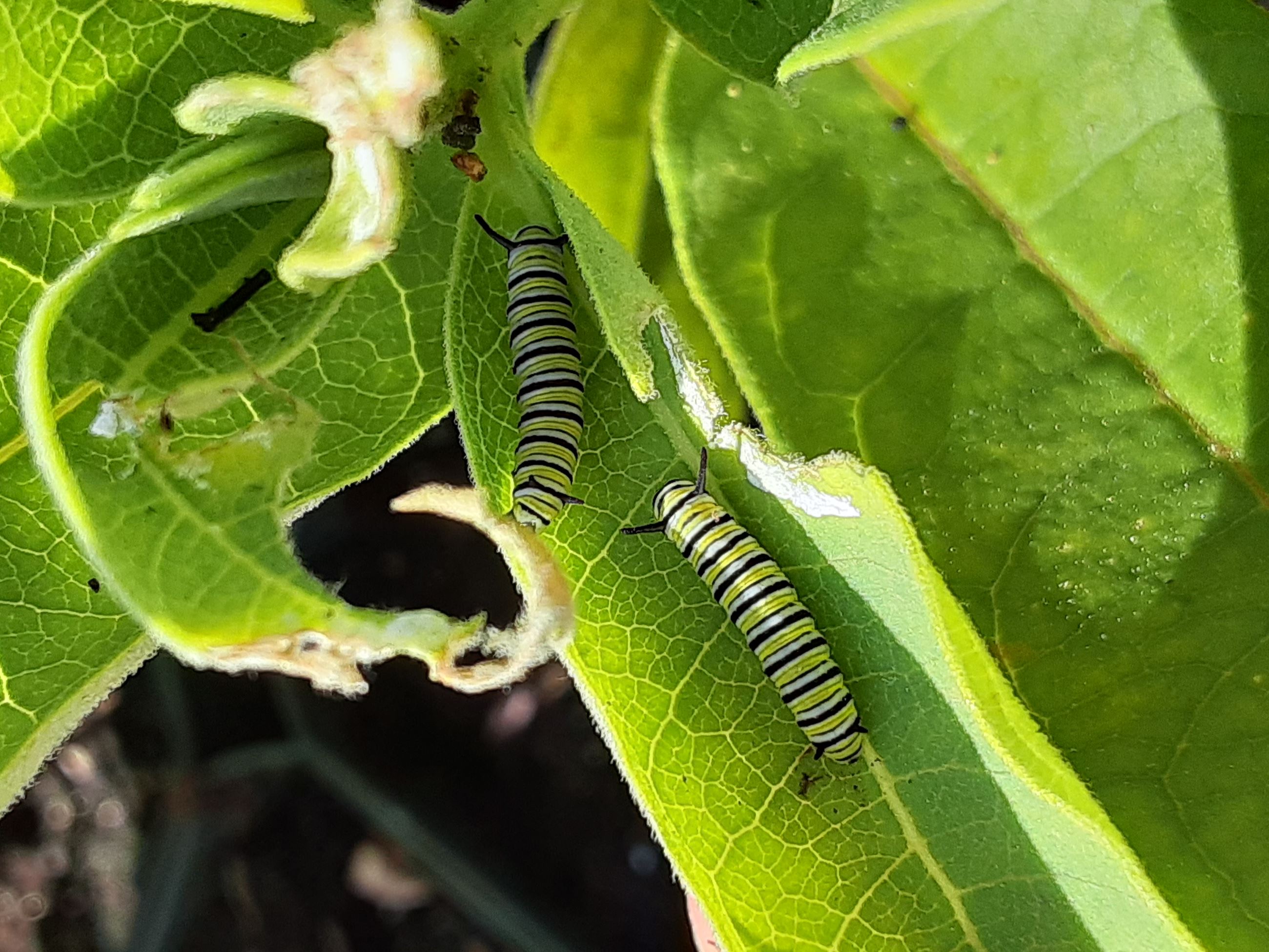 monarch caterpillars
