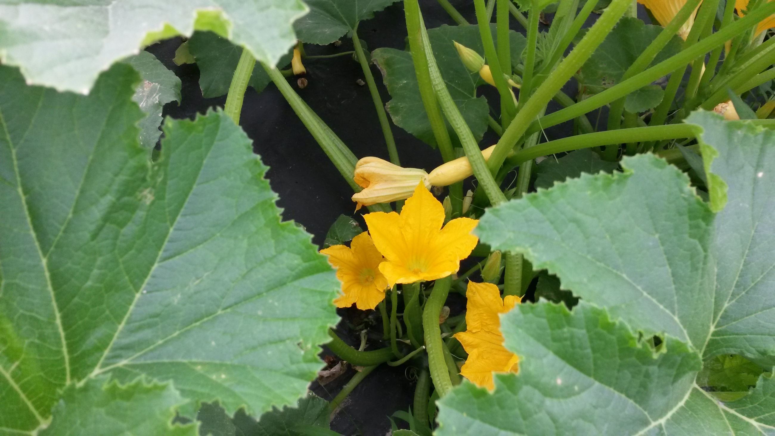 squash blossom