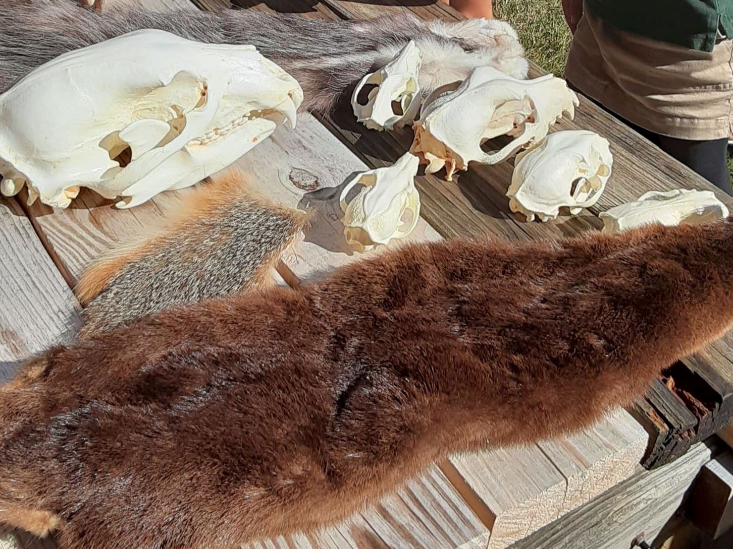 SA kids looking at skins and skulls