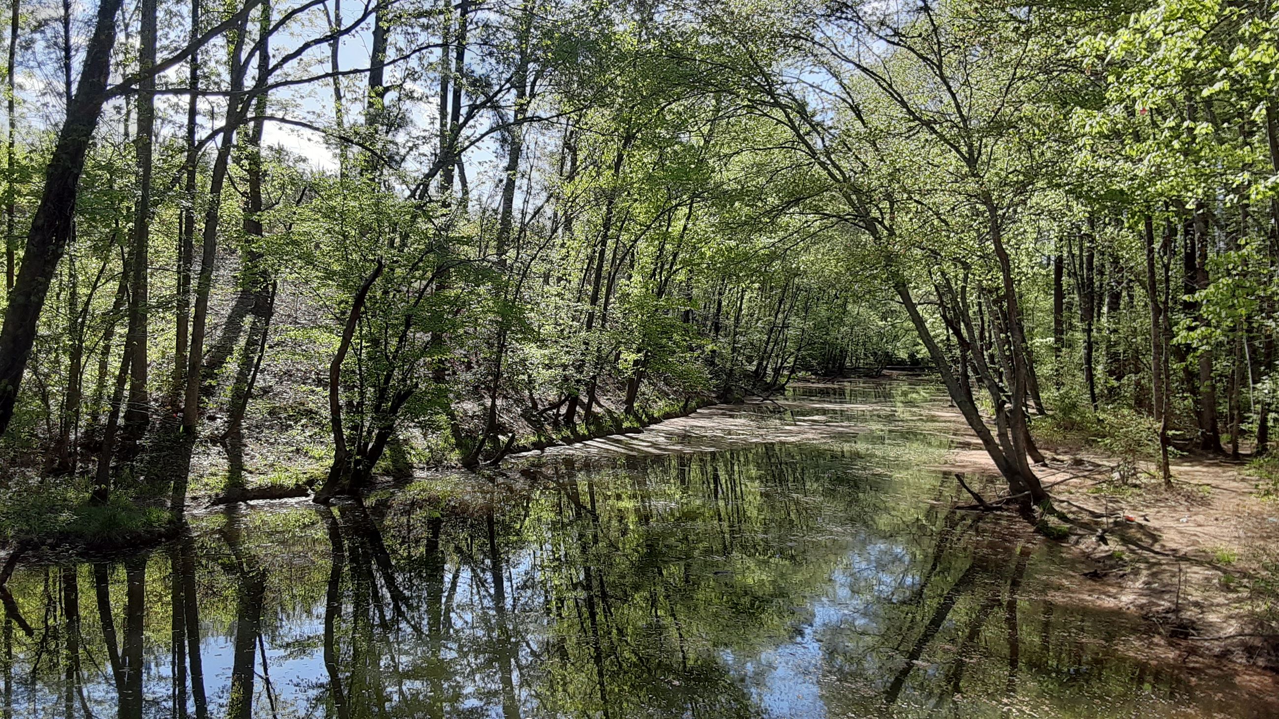 Small creek surrounded by trees with green foliage